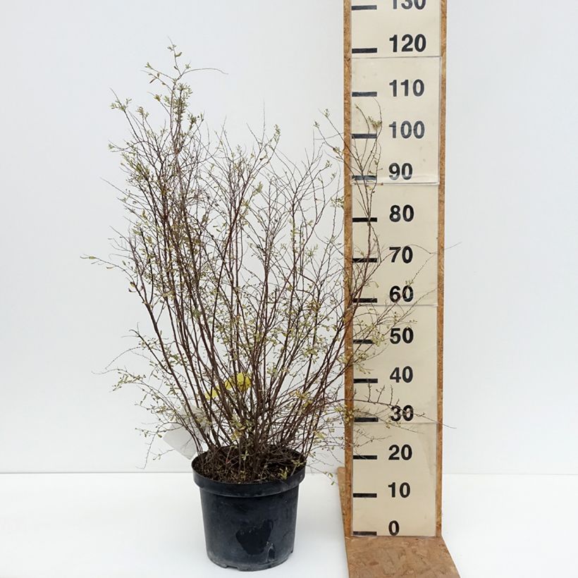 Exemplaar van Spiraea cinerea Graciosa - Spierstruik dentelée Pot van 7,5 l/10 l zoals geleverd in de herfst