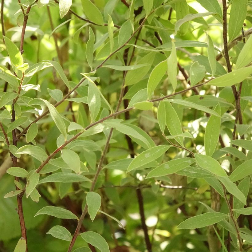 Spierstruik Grefsheim - Spiraea cinerea (Blad)