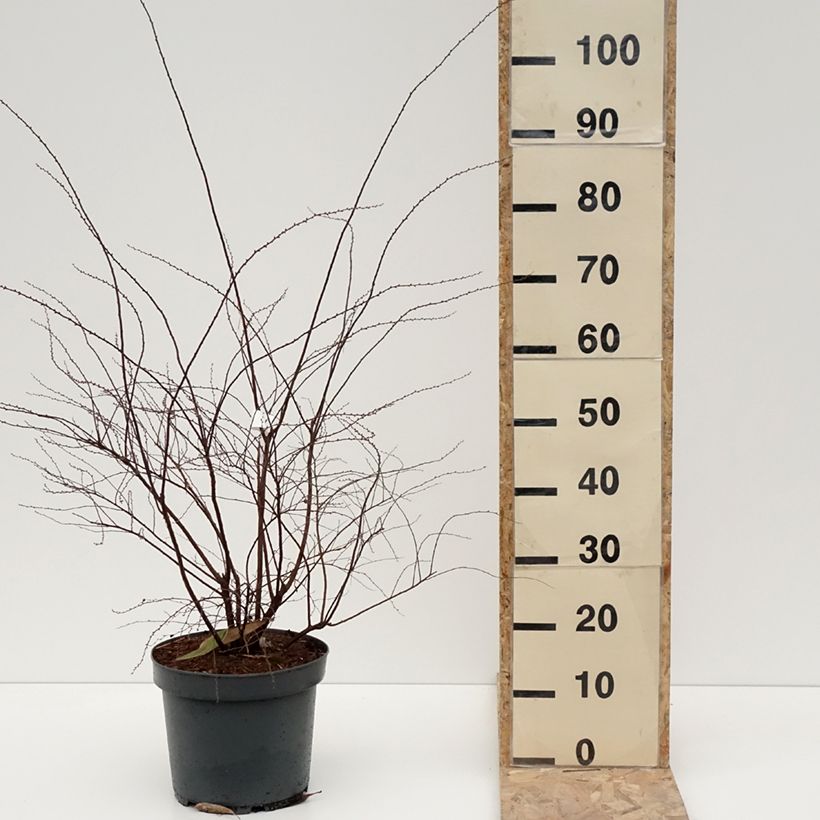Exemplaar van Spiraea cinerea Grefsheim - Spirée dentelée  Pot de 7,5L/10L zoals geleverd in de winter