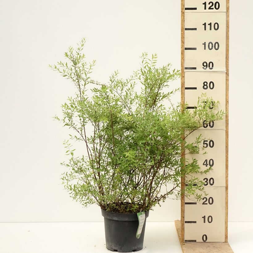 Example of Spierstruik Grefsheim - Spiraea cinerea Pot van 7,5 l/10 l as you get in printemps