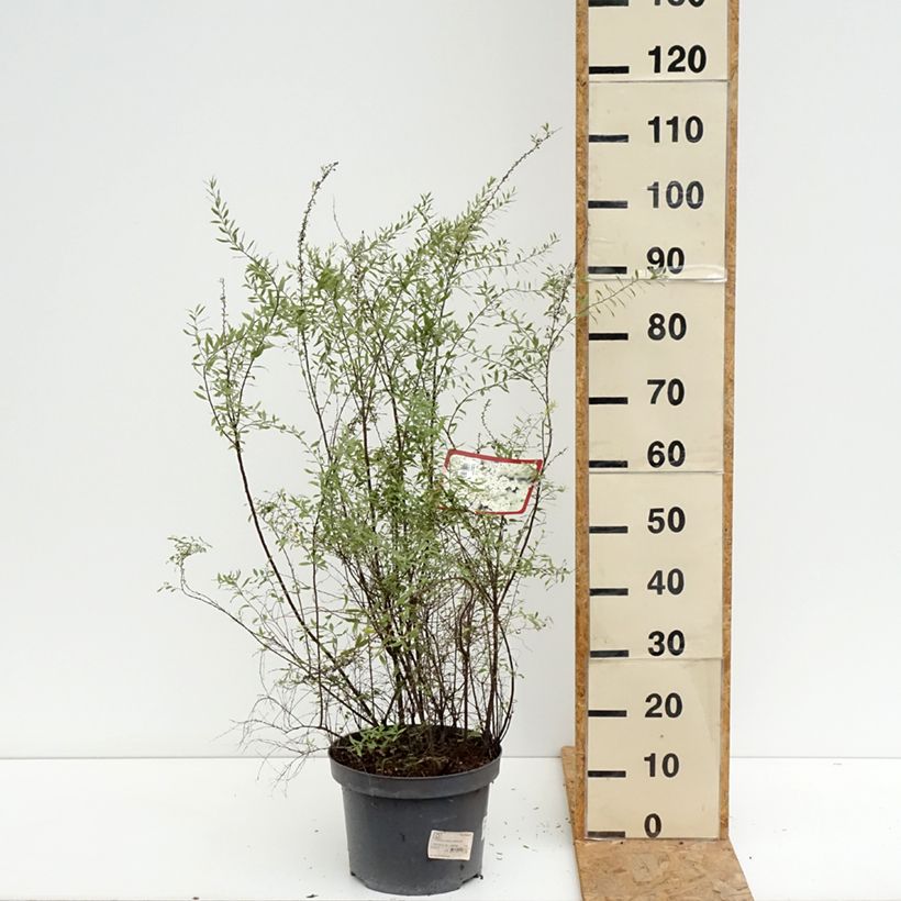 Exemplaar van Spierstruik Grefsheim - Spiraea cinerea Pot van 7,5 l/10 l zoals geleverd in de zomer