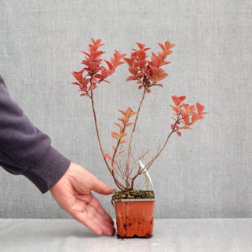 Exemplaar van Spiraea densiflora - Spierstruik Kweekpotje van 8/9 cm zoals geleverd in de herfst