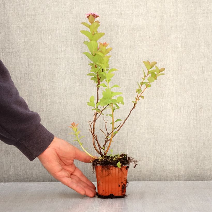 Example of Spiraea densiflora - Spierstruik Kweekpotje van 8/9 cm as you get in printemps