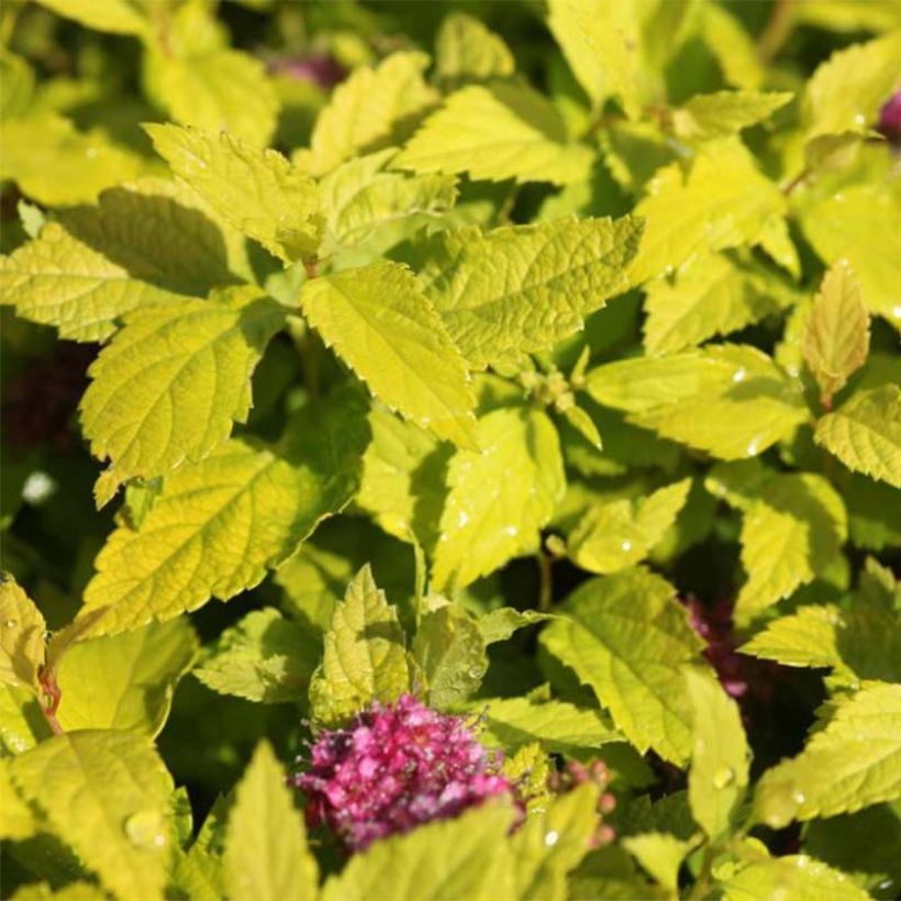 Spiraea japonica Double Play Gold - Spierstruik (Blad)