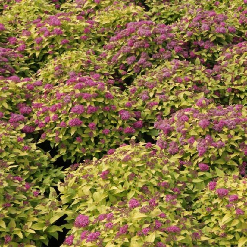 Spiraea japonica Double Play Gold - Spierstruik (Bloei)