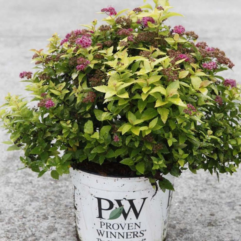 Spiraea japonica Double Play Gold - Spierstruik (Groeiplaats)