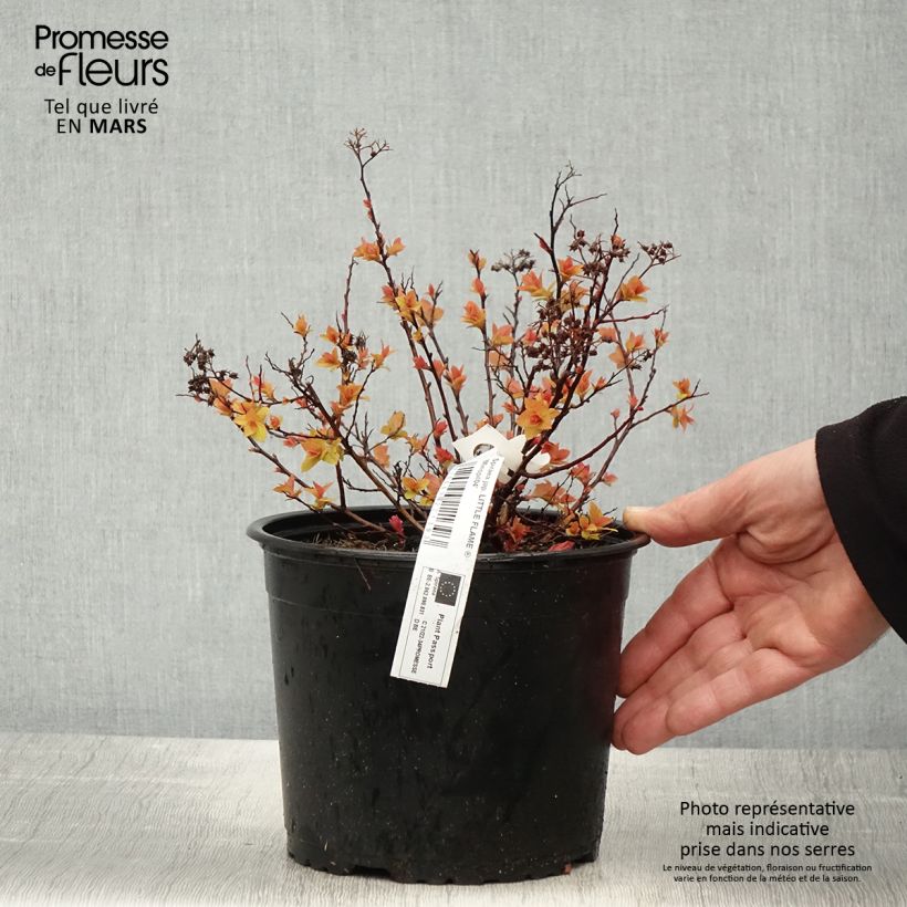Example of Spiraea japonica Little Flame - Spierstruik Pot van 2 l/3 l as you get in printemps