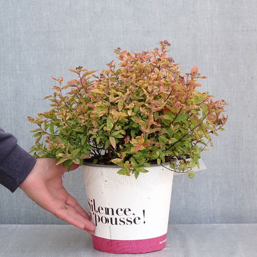 Exemplaar van Spiraea japonica Little Flame - Spierstruik Pot van 2 l/3 l zoals geleverd in de herfst