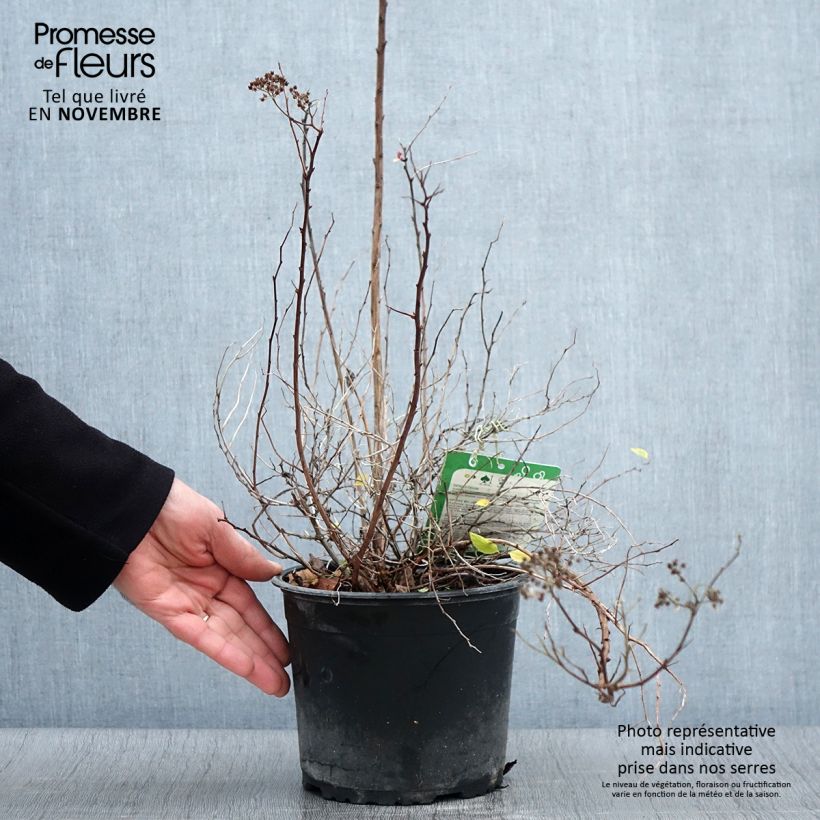 Exemplaar van Spiraea japonica Merlo Green - Spierstruik Pot van 2 l/3 l zoals geleverd in de herfst