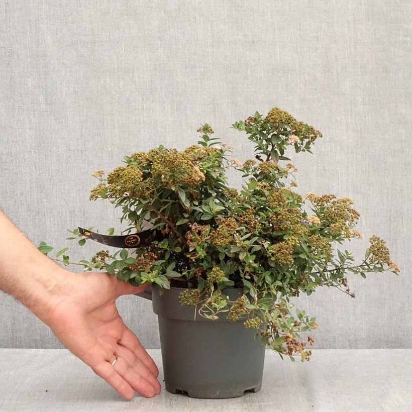 Exemplaar van Spiraea japonica Odessa - Spierstruik Pot van 2 l/3 l zoals geleverd in de zomer