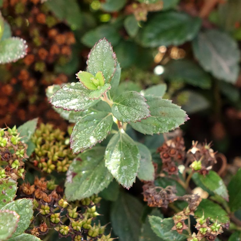 Spiraea japonica Odessa - Spierstruik (Blad)