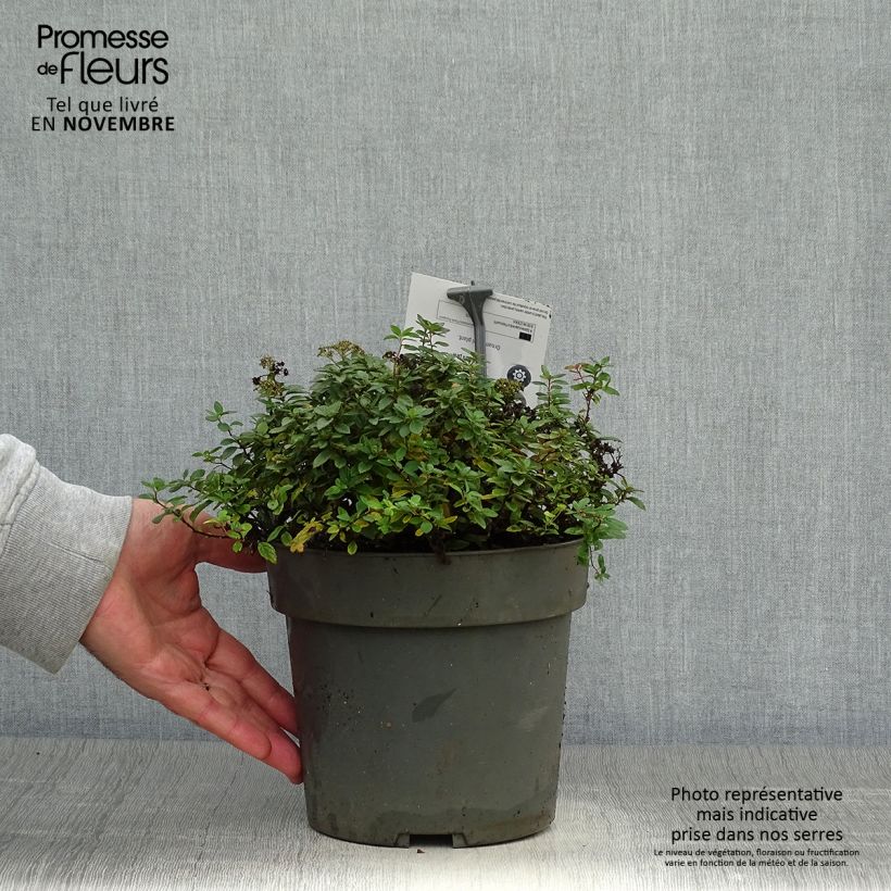 Exemplaar van Spiraea japonica Odessa - Spirée japonaise Pot de 2L/3L zoals geleverd in de herfst