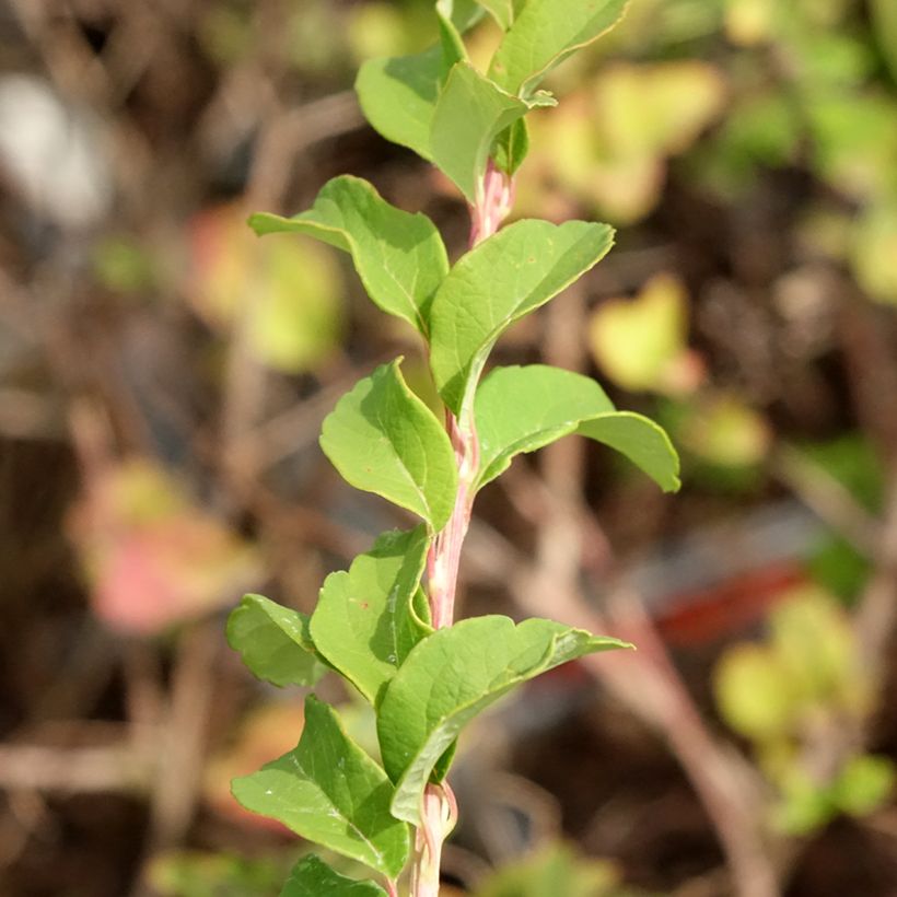 Spiraea nipponica June Bride - Nipponspirea (Blad)