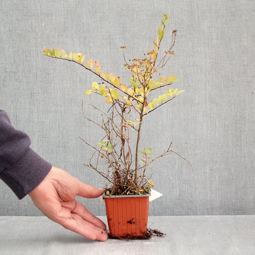 Exemplaar van Spiraea nipponica June Bride - Nipponspirea Kweekpotje van 8/9 cm zoals geleverd in de herfst