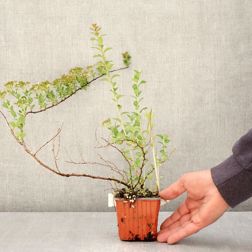Example of Spiraea nipponica June Bride - Nipponspirea Kweekpotje van 8/9 cm as you get in printemps