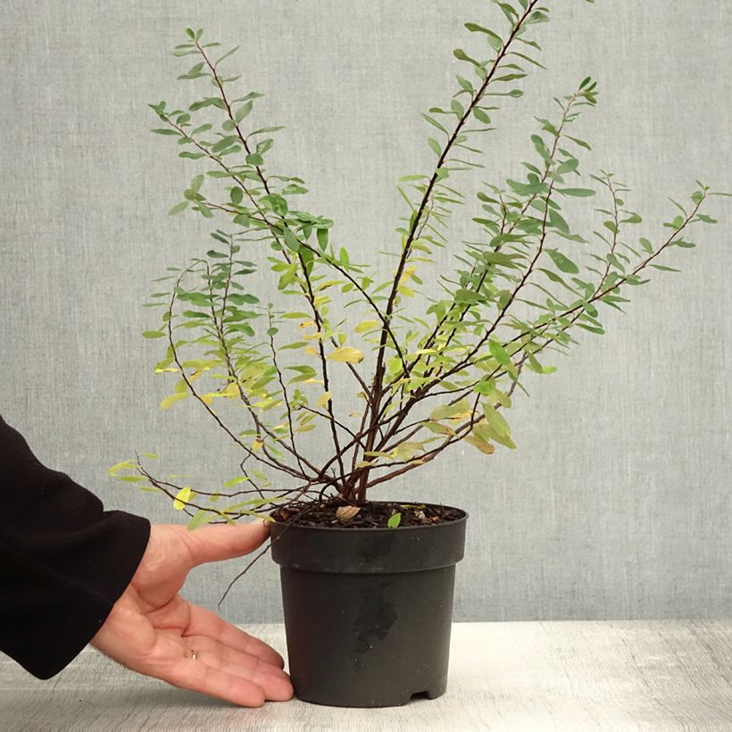 Exemplaar van Spiraea nipponica Snowmound - Nipponspirea Pot van 1 l/1,5 l zoals geleverd in de herfst