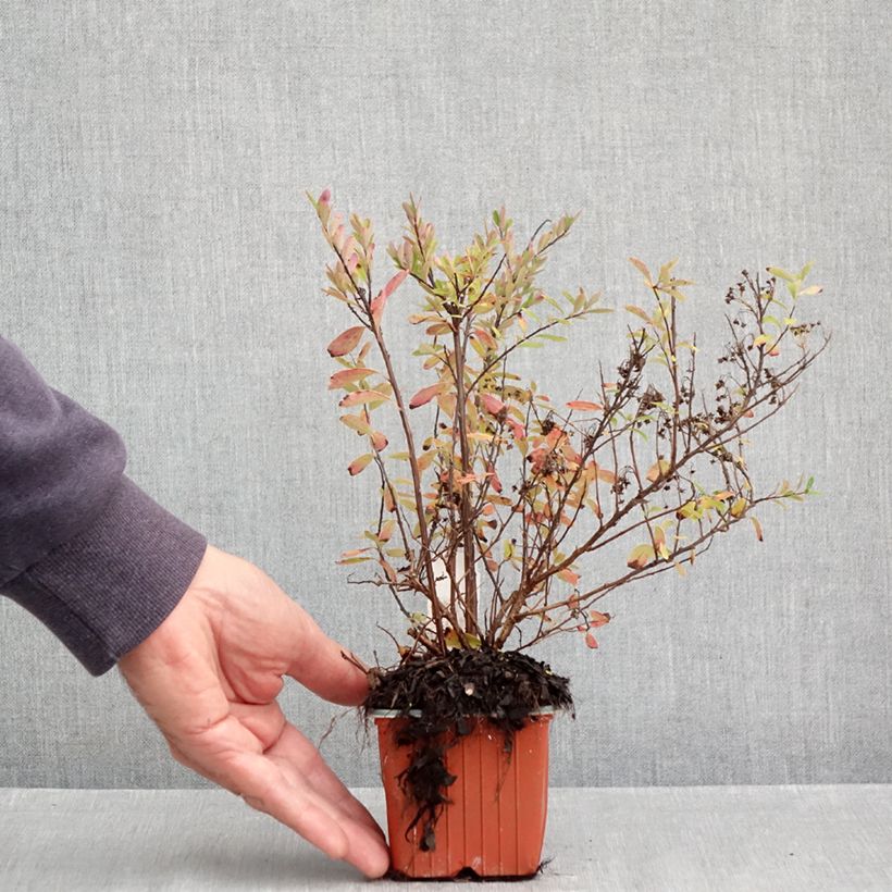 Exemplaar van Spiraea nipponica Snowmound - Nipponspirea Kweekpotje van 8/9 cm zoals geleverd in de herfst