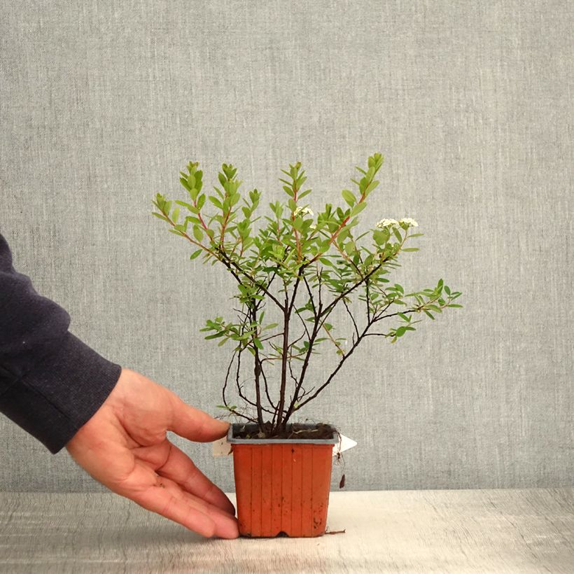 Example of Spiraea nipponica Snowmound - Nipponspirea Kweekpotje van 8/9 cm as you get in printemps