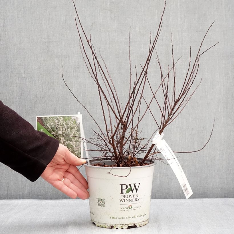 Exemplaar van Spiraea nipponica Wedding Cake - Spirea Pot van 3 l/4 l zoals geleverd in de winter