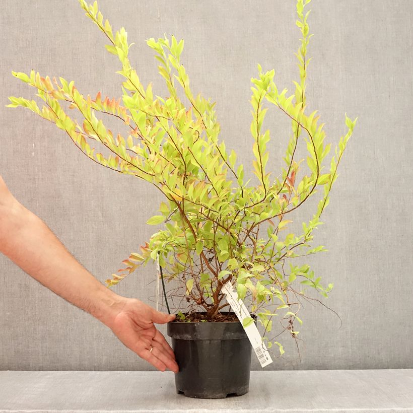 Exemplaar van Spiraea prunifolia Goldfire - Spierstruik Pot van 3 l/4 l zoals geleverd in de zomer