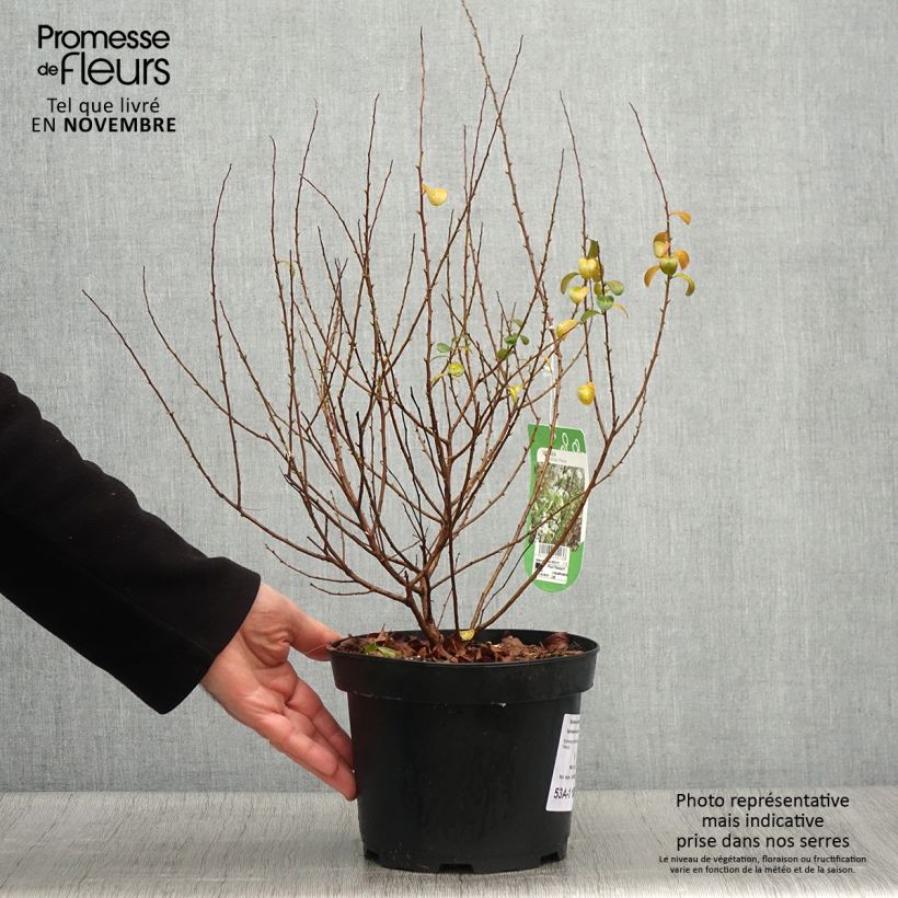 Exemplaar van Spiraea prunifolia Plena - Spierstruik Pot van 2 l/3 l zoals geleverd in de herfst