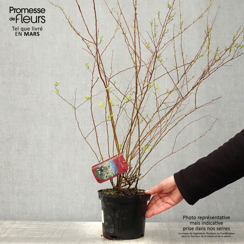Example of Spiraea prunifolia - Spierstruik Pot van 2 l/3 l as you get in printemps