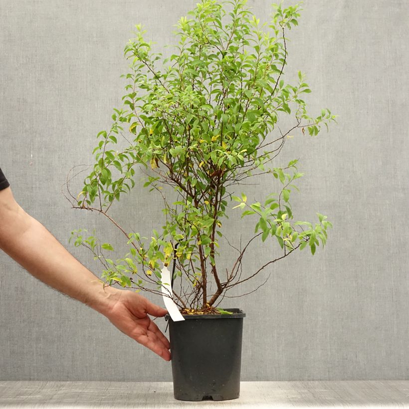 Exemplaar van Spiraea thunbergii Fujino Pink - Spierstruik Pot van 3 l/4 l zoals geleverd in de zomer