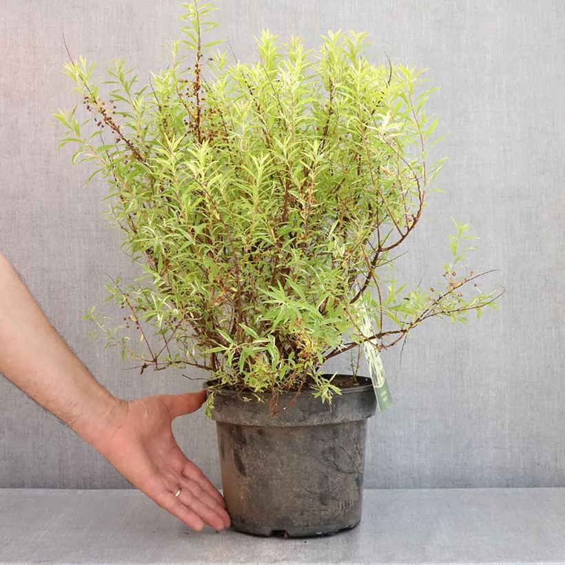 Exemplaar van Spiraea thunbergii Mount Fuji - Spierstruik Pot van 4 l/5 l zoals geleverd in de lente