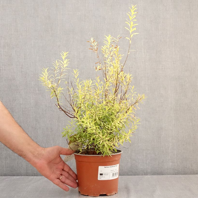 Exemplaar van Spiraea thunbergii Ogon - Spierstruik Pot van 3 l/4 l zoals geleverd in de zomer