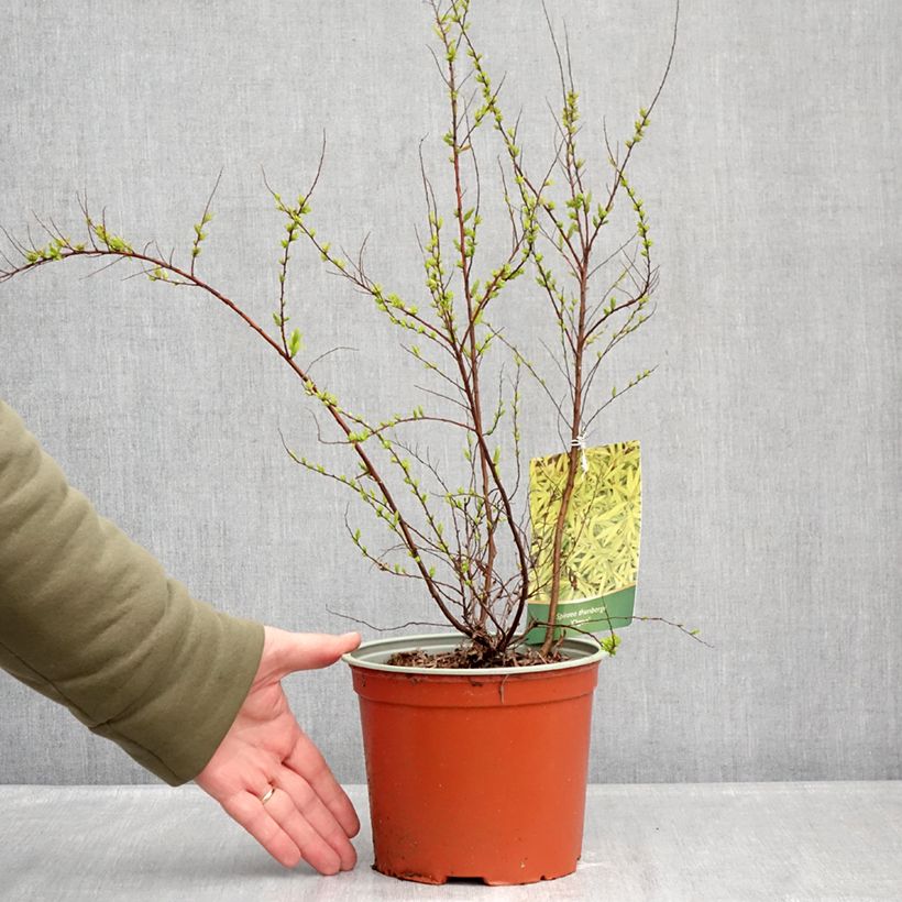 Exemplaar van Spiraea thunbergii Ogon - Spierstruik Pot van 3 l/4 l zoals geleverd in de winter