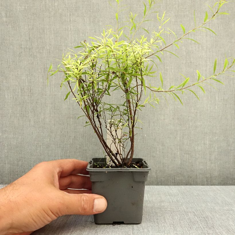Exemplaar van Spiraea thunbergii - Spierstruik Kweekpotje van 8/9 cm zoals geleverd in de zomer