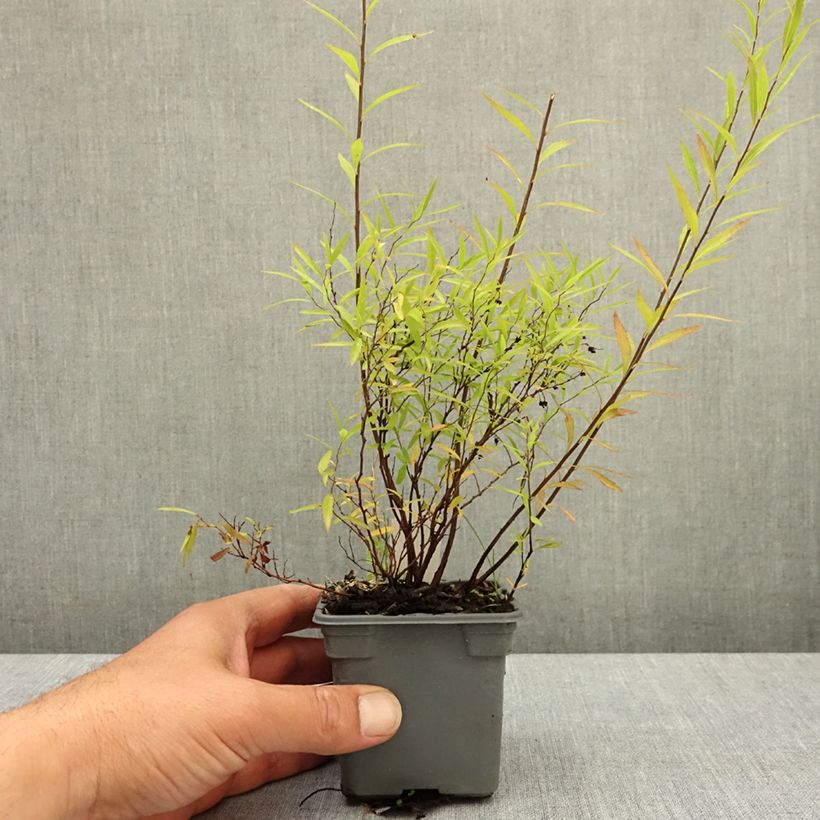 Exemplaar van Spiraea thunbergii - Spierstruik Kweekpotje van 8/9 cm zoals geleverd in de lente