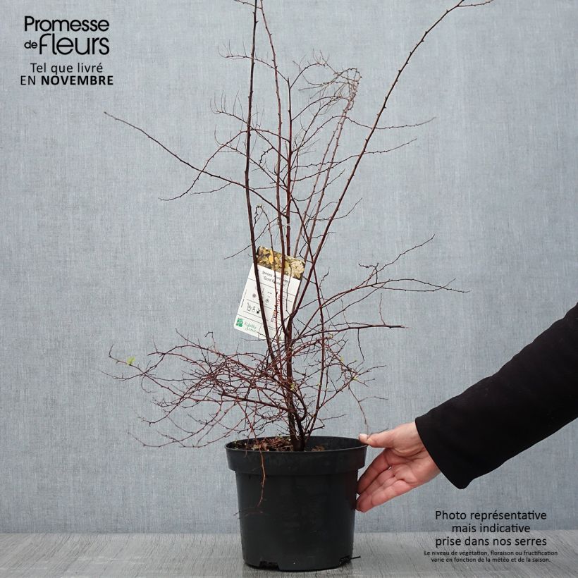 Exemplaar van Spiraea vanhouttei Gold Fountain - Spierstruik Pot van 3 l/4 l zoals geleverd in de herfst