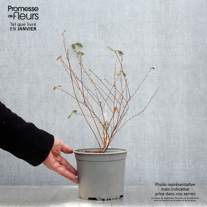 Exemplaar van Spiraea vanhouttei Pink Ice - Spierstruik Pot van 3 l/4 l zoals geleverd in de lente