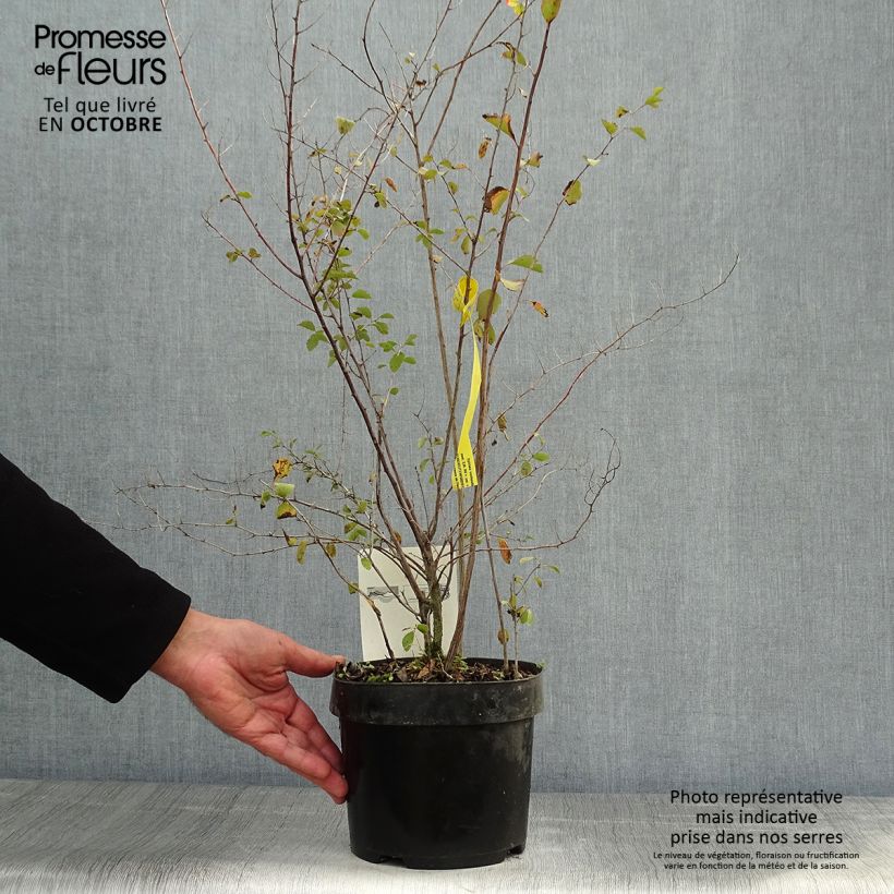 Exemplaar van Spiraea vanhouttei - Spierstruik Pot van 2 l/3 l zoals geleverd in de herfst