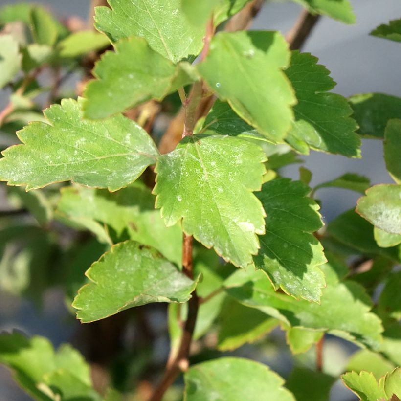 Spiraea vanhouttei - Spierstruik (Blad)