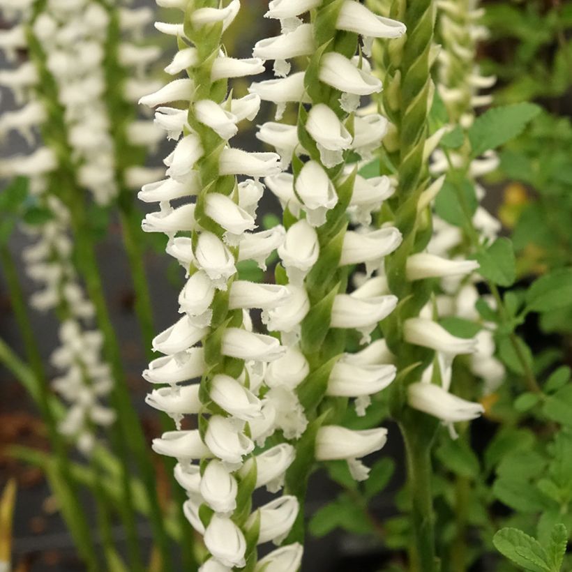 Spiranthes cernua var odorata Chadds Ford - Schroeforchis (Bloei)
