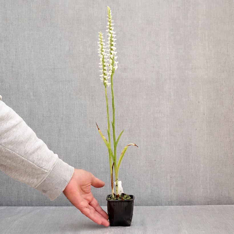 Exemplaar van Spiranthes cernua var odorata Chadds Ford - Schroeforchis Kweekpotje van 8/9 cm zoals geleverd in de herfst