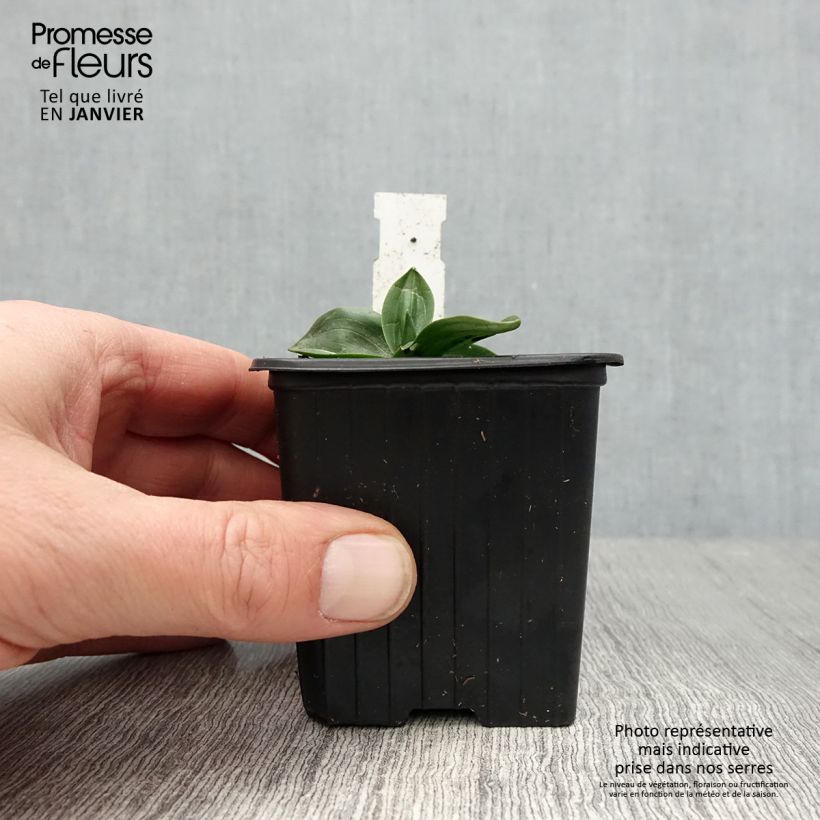 Exemplaar van Spiranthes cernua var odorata Chadds Ford - Schroeforchis Kweekpotje van 8/9 cm zoals geleverd in de winter