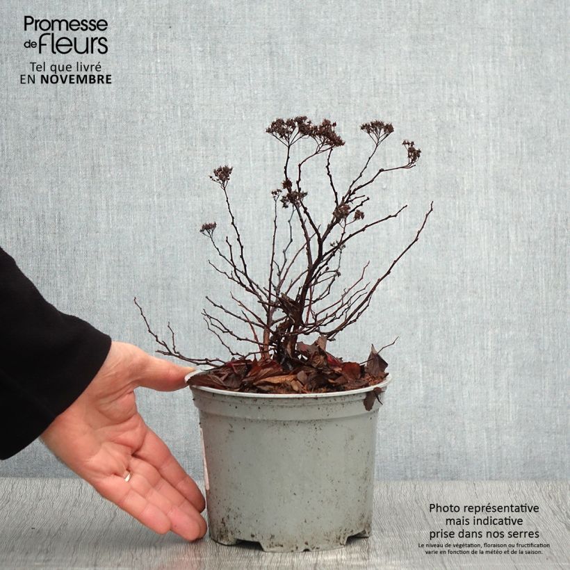 Exemplaar van Spiraea betulifolia Pink Sparkler - Spierstruik Pot van 2 l/3 l zoals geleverd in de herfst