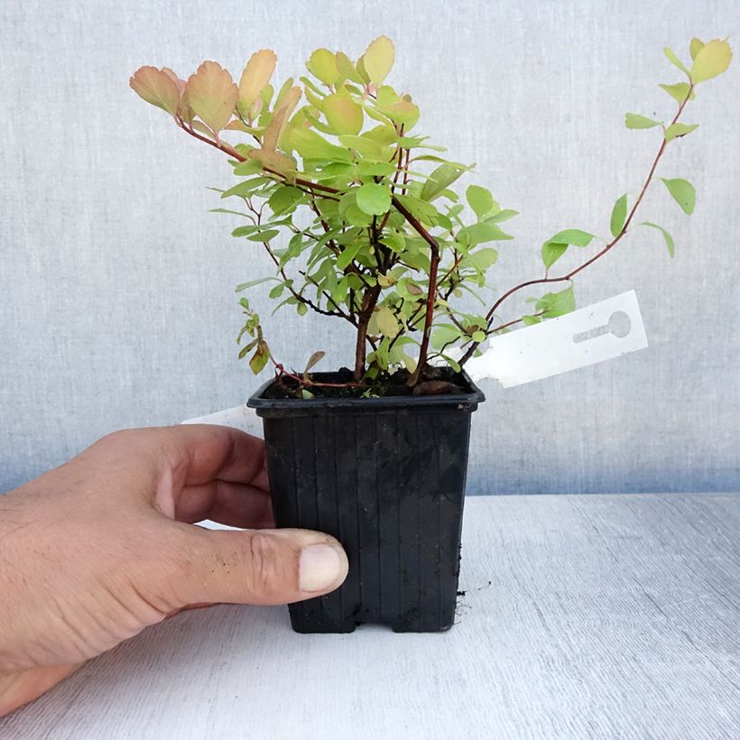 Exemplaar van Spiraea betulifolia Tor - Spierstruik Kweekpotje van 8/9 cm zoals geleverd in de zomer