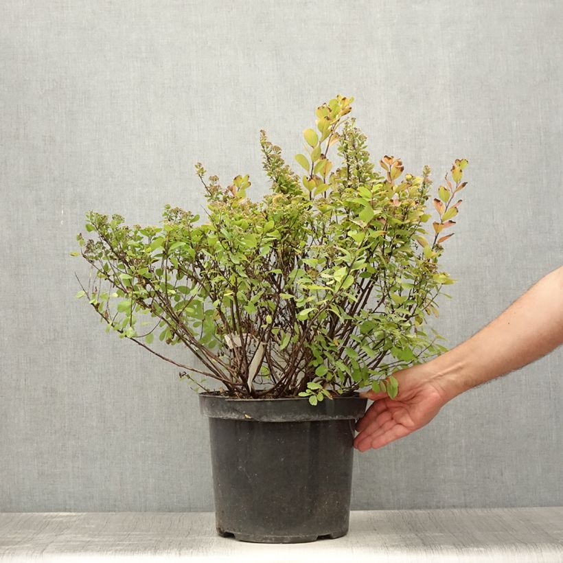 Exemplaar van Spiraea betulifolia Tor Gold - Spierstruik Pot van 7,5 l/10 l zoals geleverd in de zomer