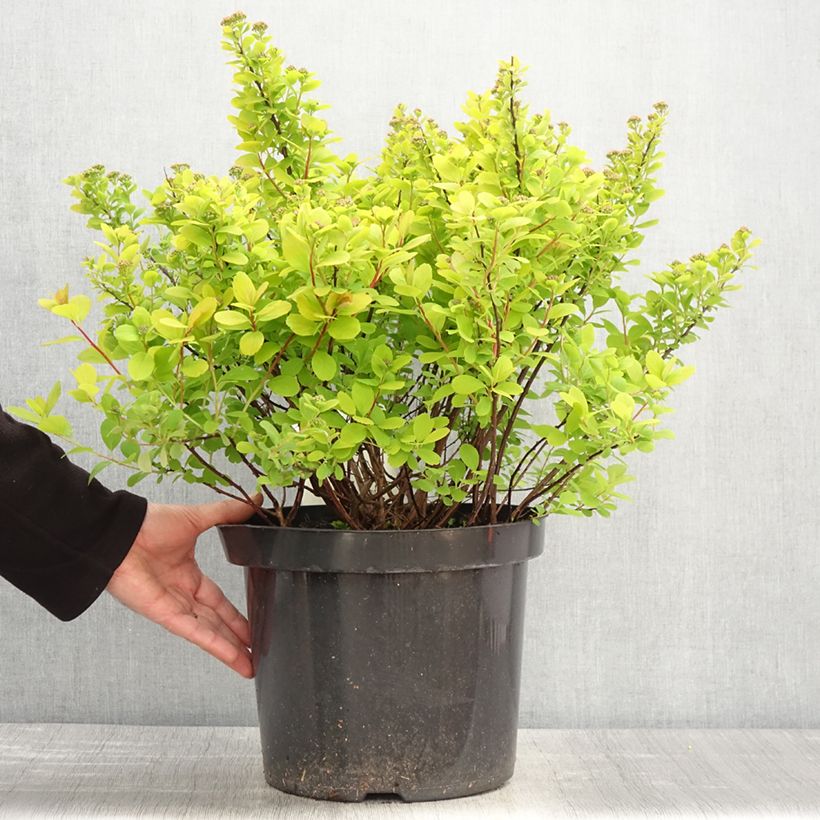 Example of Spiraea betulifolia Tor Gold - Spierstruik Pot van 7,5 l/10 l as you get in printemps