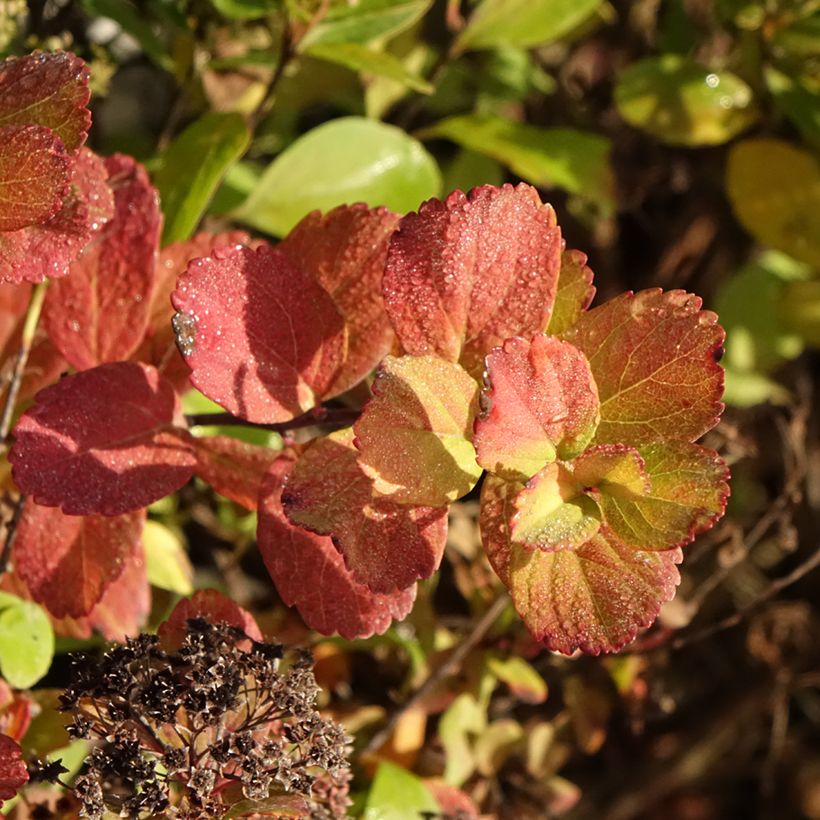 Spiraea betulifolia Tor Gold - Spierstruik (Blad)