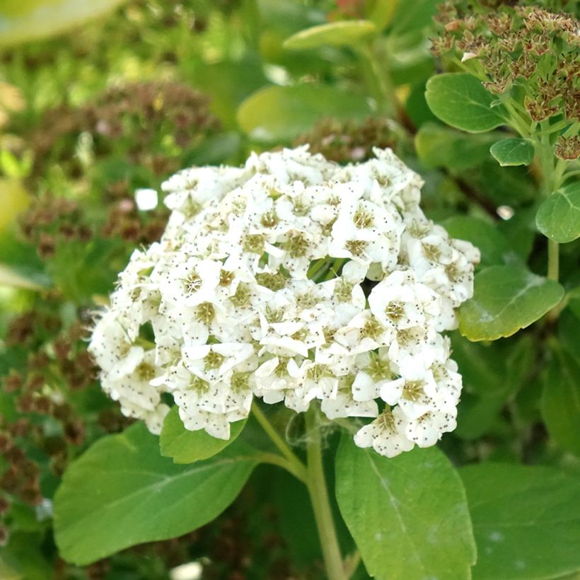 Spiraea betulifolia Tor Gold - Spierstruik (Bloei)
