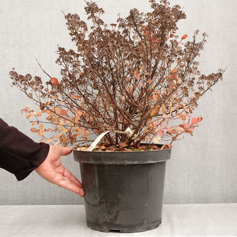 Exemplaar van Spiraea betulifolia Tor Gold - Spierstruik Pot van 7,5 l/10 l zoals geleverd in de herfst