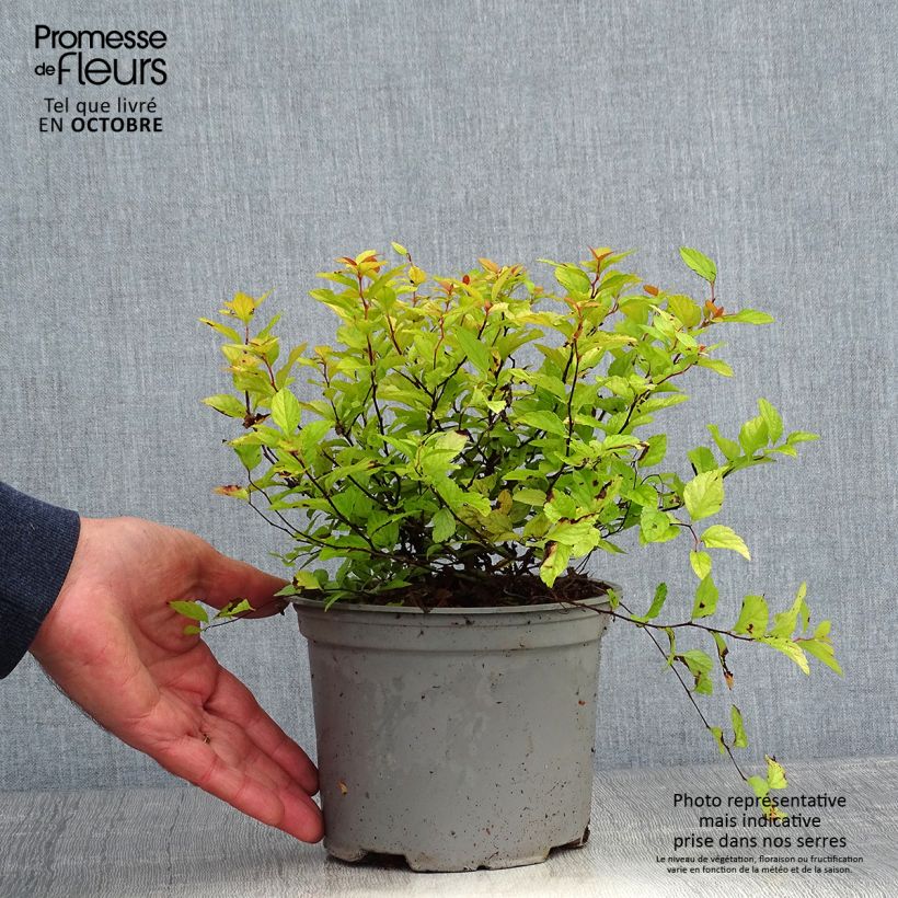 Exemplaar van Spiraea japonica Candlelight - Spierstruik Pot van 2 l/3 l zoals geleverd in de herfst