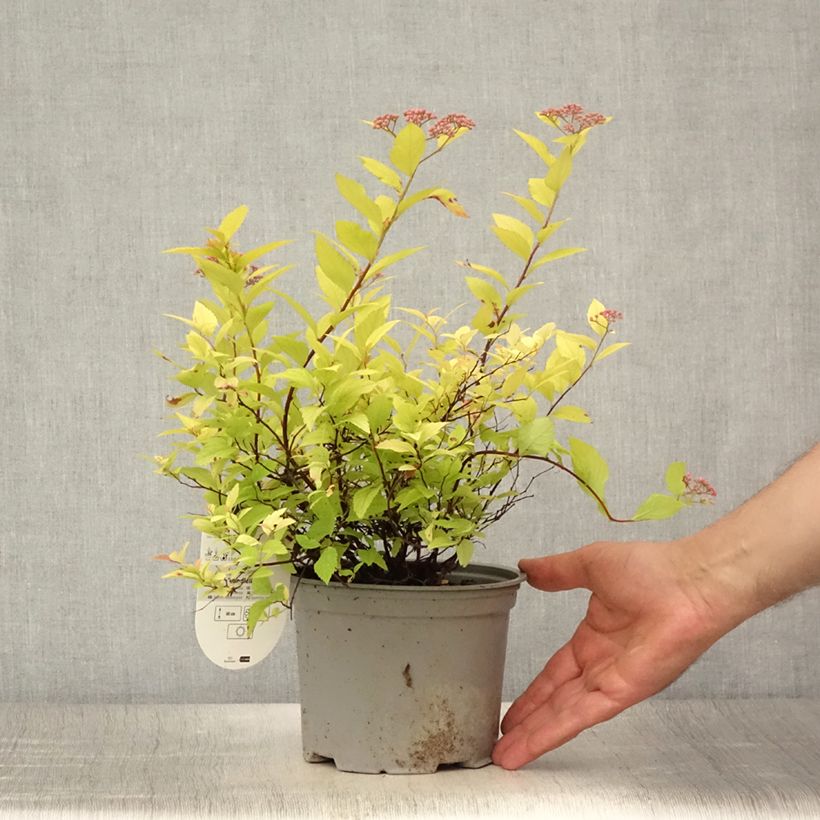 Exemplaar van Spiraea japonica Candlelight - Spierstruik Pot van 2 l/3 l zoals geleverd in de zomer