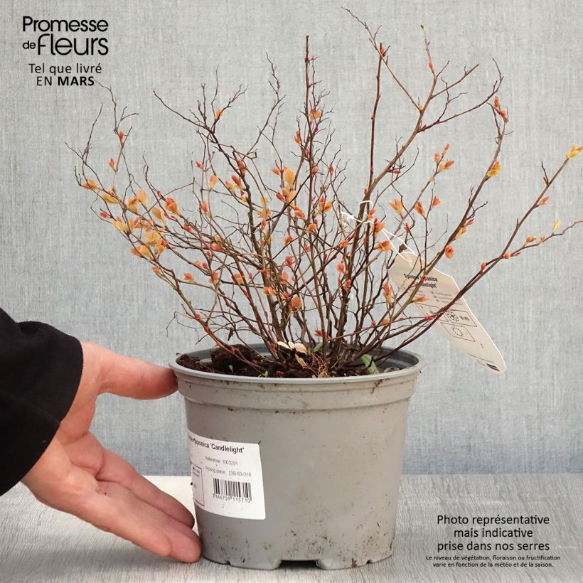 Exemplaar van Spiraea japonica Candlelight - Spierstruik Pot van 2 l/3 l zoals geleverd in de lente