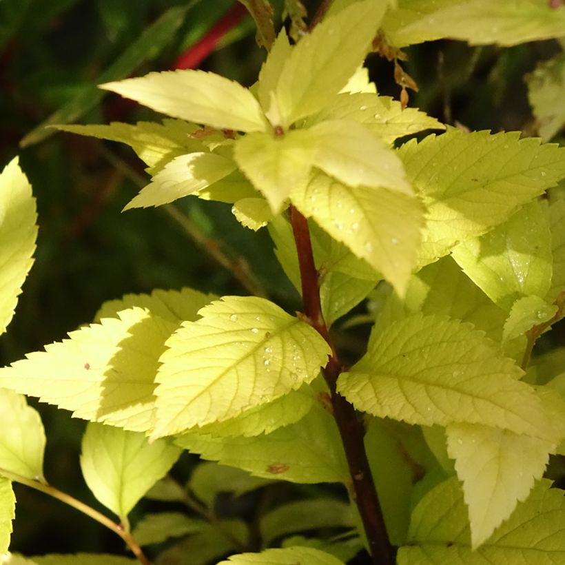 Spiraea japonica Candlelight - Spierstruik (Blad)